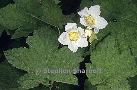 rubus parviflorus 1 graphic